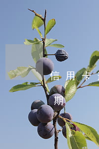 信用卡逾期并已停卡怎么辦(銀行卡信用卡逾期)