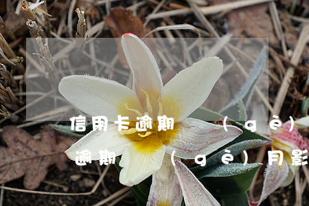 信用卡逾期幾個(gè)月影響房貸(信用卡逾期幾個(gè)月影響房貸)
