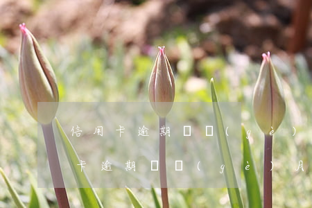 信用卡逾期幾個(gè)月怎么處理好(信用卡逾期幾個(gè)月怎么處理好辦)