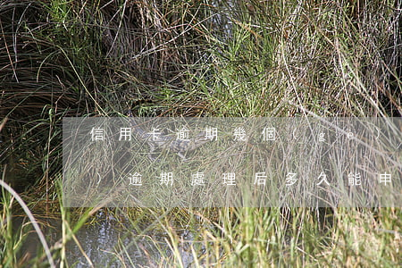 信用卡逾期幾個(gè)月遞交法務(wù)(逾期處理后多久能申請信用卡)