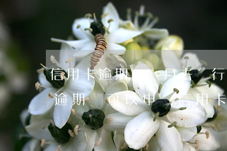 信用卡逾期幾個月去銀行還行不(哪個銀行有逾期還可以申請信用卡)
