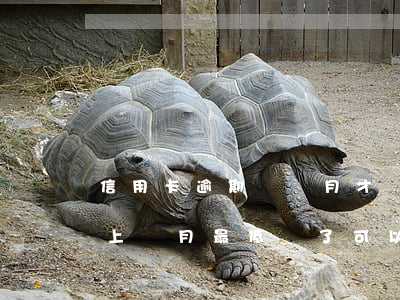 信用卡逾期幾個月才還上(信用卡逾期了 先把上個月最低還了可以嗎)