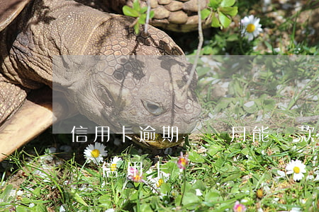 信用卡逾期幾個月能貸款嗎(逾期后幾年能申請信用卡)