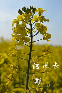 信用卡逾期幾個月還上還能用嗎-信用卡逾期幾個月還上還能用嗎知乎
