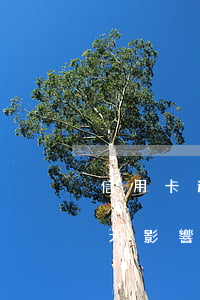 信用卡逾期幾十天有事么(信用卡逾期了10天影響大嗎)
