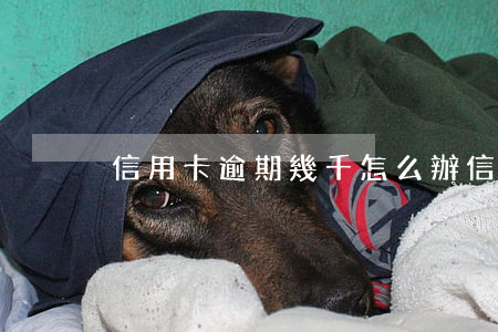 信用卡逾期幾千怎么辦(信用卡逾期幾千塊錢)