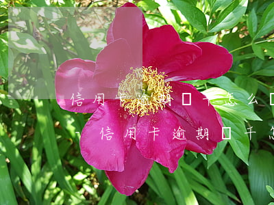 信用卡逾期幾千怎么還本金協(xié)商-信用卡逾期幾千怎么還本金協(xié)商不了