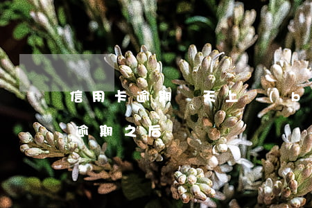 信用卡逾期幾天上報(bào)人行(信用卡逾期之后)