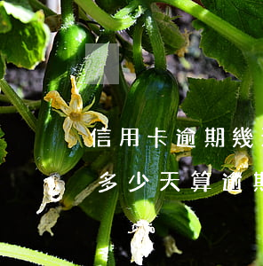 信用卡逾期幾天上報(bào)征信(信用卡多少天算逾期上征信報(bào)告)