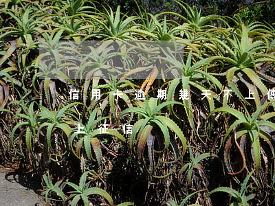 信用卡逾期幾天不上傳征信(信用卡 逾期幾天上征信)