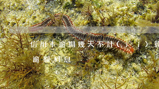 信用卡逾期幾天不計(jì)算利息(信用卡 逾期利息)