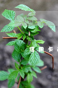 信用卡 逾期 幾天（信用卡透支逾期幾天）