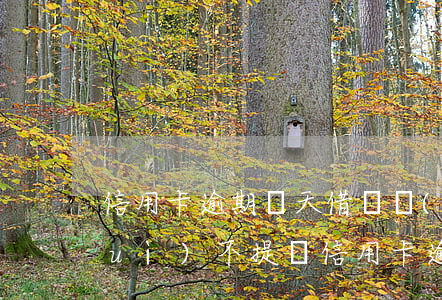 信用卡逾期幾天借唄會(huì)不會(huì)不提額(信用卡逾期幾天借唄會(huì)不會(huì)不提額了)