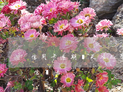信用卡逾期幾天入征信(信用卡逾期幾天上征信報告)