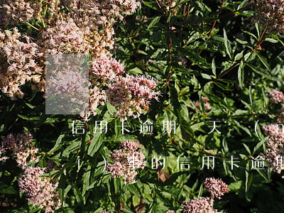信用卡逾期幾天內(nèi)還上沒(méi)事的(信用卡逾期幾天內(nèi)還上沒(méi)事的)