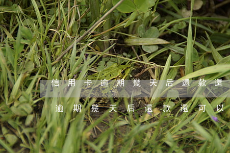 信用卡逾期幾天后還款還可以用嗎-信用卡逾期幾天后還款還可以用嗎知乎