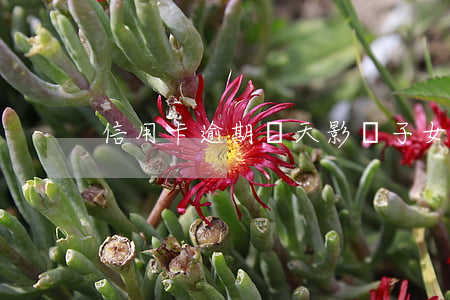 信用卡逾期幾天影響子女嗎