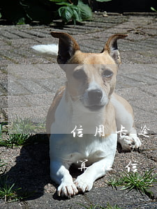 信用卡逾期幾天才算征信(信用卡逾期幾天才算征信)