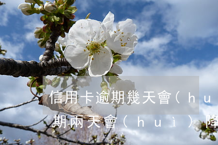 信用卡逾期幾天會(huì)降額(信用卡逾期兩天會(huì)降額度嗎)