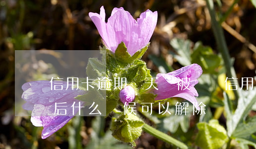 信用卡逾期幾天會被凍結(信用卡逾期被凍結后,什么時候可以解除)