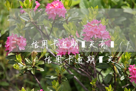 信用卡逾期幾天有費(fèi)用是多少錢-信用卡 逾期 幾天