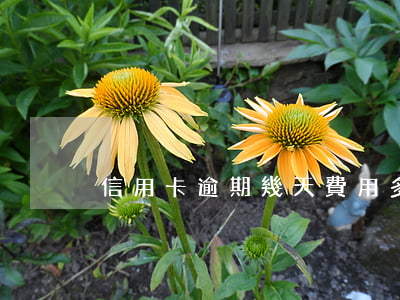 信用卡逾期幾天費用多少
