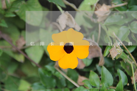信用卡逾期幾天銀行收利息
