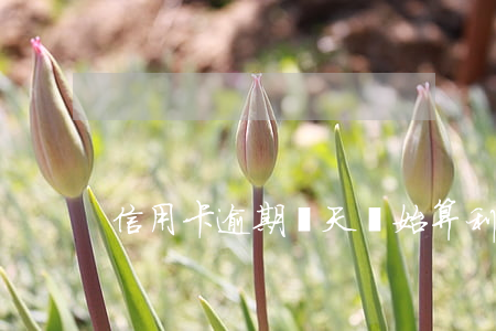 信用卡逾期幾天開始算利息(信用卡 逾期利息)