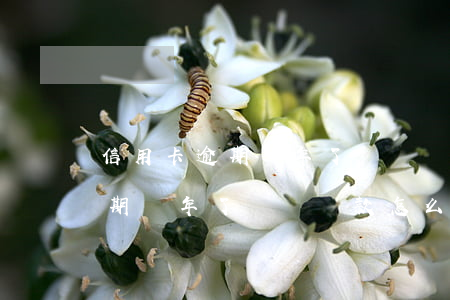 信用卡逾期幾年了還沒還款怎么辦(信用卡逾期幾年了還沒還款怎么辦呢)