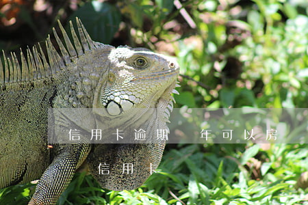 信用卡逾期幾年可以房貸(房貸逾期多久可以辦信用卡)
