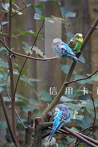 信用卡逾期幾年后刷新(你們的信用卡逾期多久了)
