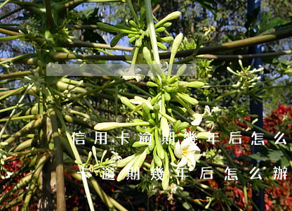信用卡逾期幾年后怎么處理(因特殊原因信用卡逾期幾年后怎么辦)