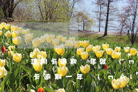 信用卡逾期幾年就沒(méi)有了(有信用卡逾期一年沒(méi)事的嗎)