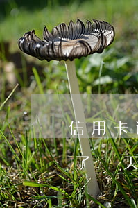 信用卡逾期幾年怎么自救(信用卡不小心逾期了幾天怎么辦)