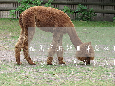 信用卡逾期幾年怎么處理(信用卡逾期了幾個(gè)月了怎么辦)
