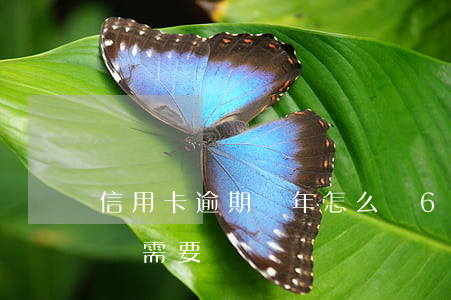 信用卡逾期幾年怎么辦6(信用卡逾期五六年還需要還嗎)