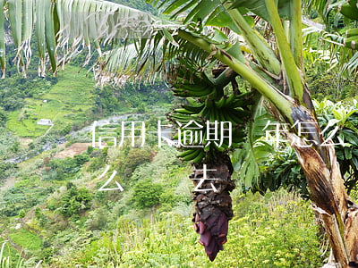 信用卡逾期幾年怎么還6(信用卡逾期幾年怎么還進去)