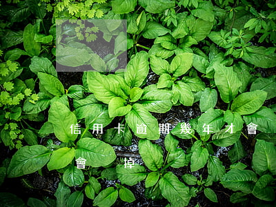 信用卡逾期幾年才會刪掉(信用卡逾期幾年才會刪掉)