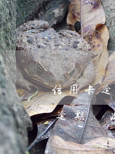 信用卡逾期幾次上報(bào)征信(信用卡逾期幾次上報(bào)征信)
