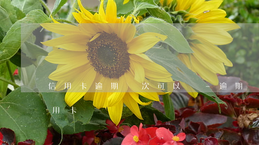 信用卡逾期幾次可以辦-逾期過一次能辦信用卡嗎