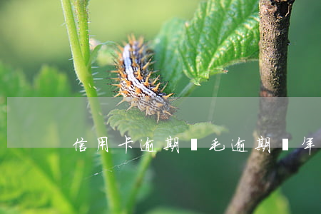 信用卡逾期幾毛逾期兩年