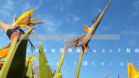 信用卡逾期幾萬(wàn)暫時(shí)沒(méi)錢(qián)還怎么解決-信用卡逾期幾萬(wàn)暫時(shí)沒(méi)錢(qián)還怎么解決呢