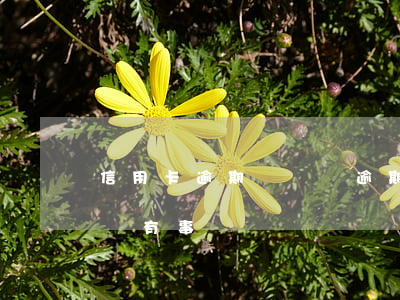 信用卡逾期幾萬塊逾期了(信用卡逾期幾千塊錢有事嗎)
