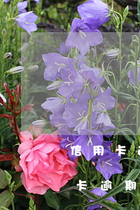 信用卡逾期庭審現(xiàn)場圖片（信用卡逾期庭審現(xiàn)場）