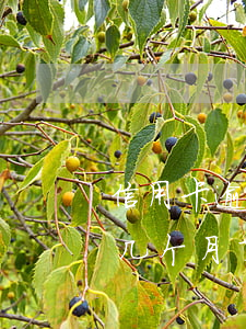 信用卡逾期开庭是在户籍地吗(我信用卡逾期几个月了他们说要告我上法院)