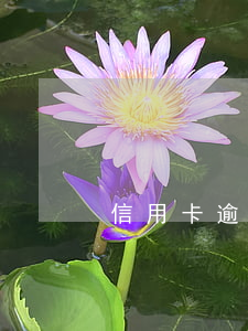 信用卡逾期开房会不会被抓
