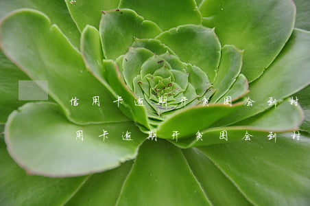 信用卡逾期开贫困会到村里核实吗怎么弄（信用卡逾期开贫困会到村里核实吗）