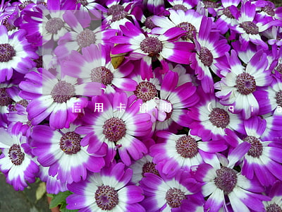 信用卡逾期強(qiáng)制停用