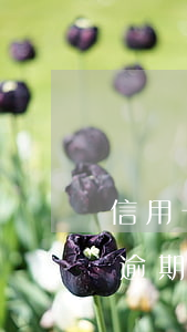 信用卡逾期強(qiáng)制騰房(信用卡 逾期 房貸)