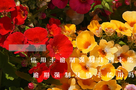 信用卡逾期强制注销卡能用吗安全吗（信用卡逾期强制注销卡能用吗）